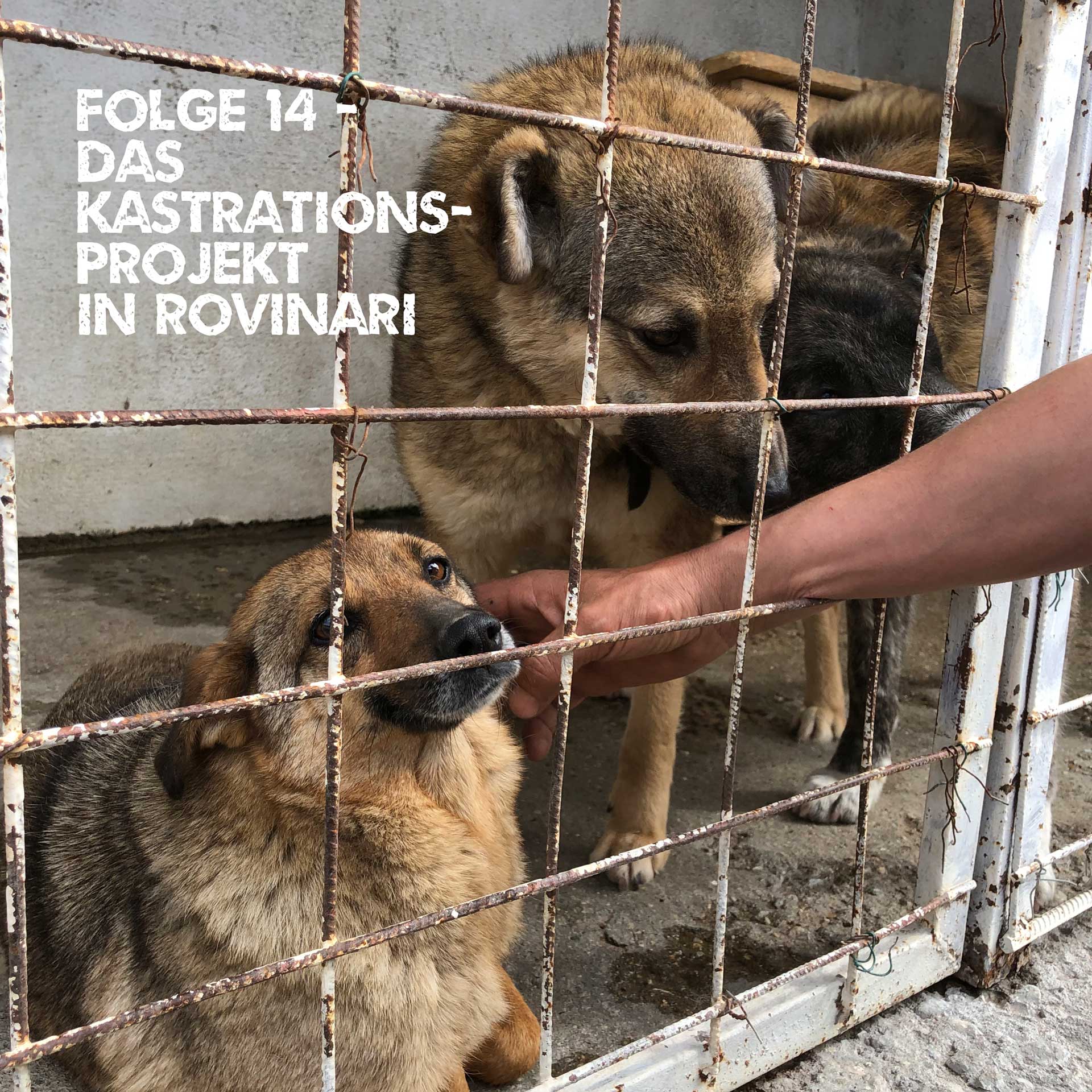 Voll Blut - Gespräche rund um den OP-Tisch - der Tierschutz-Podcast