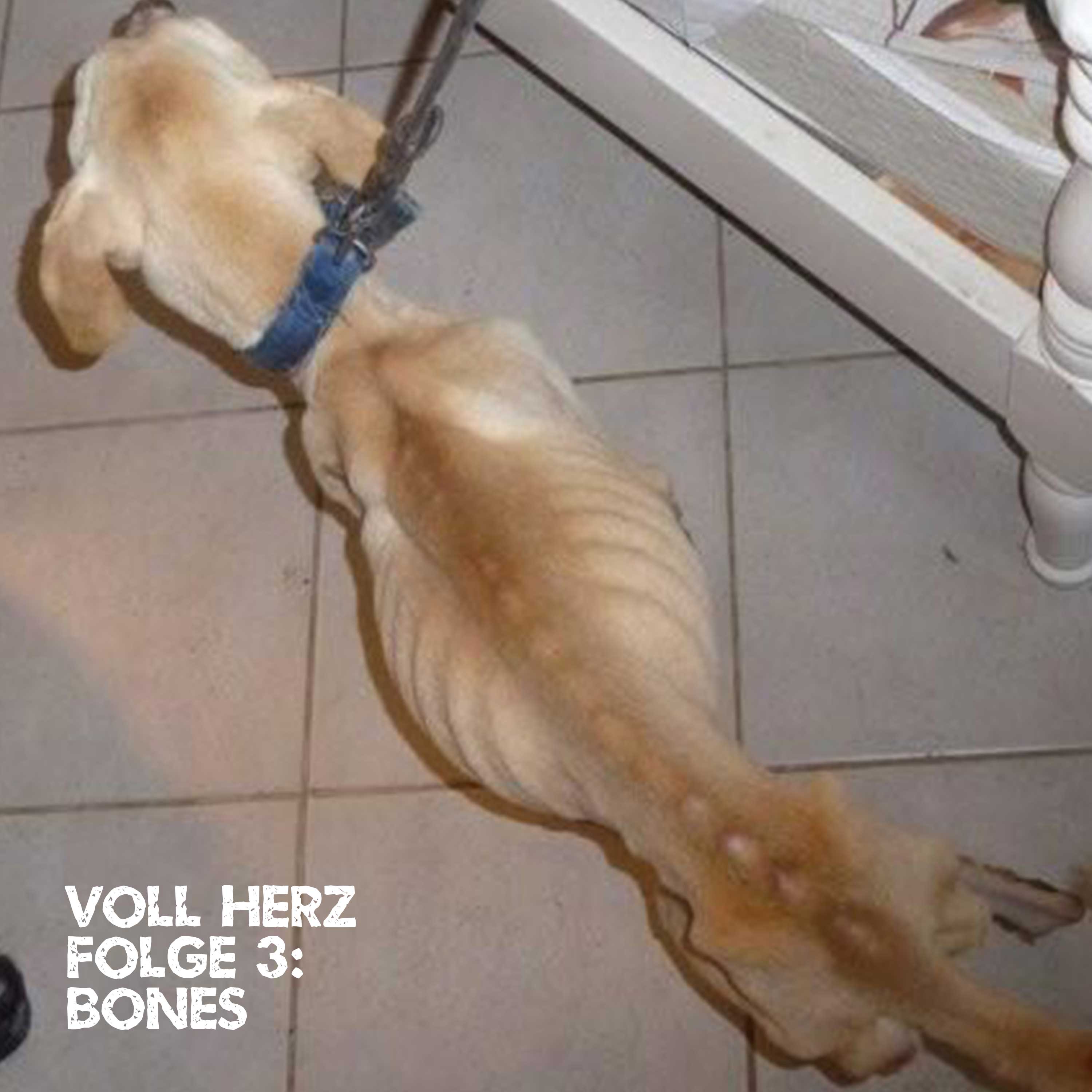 Folge 3 - Bones