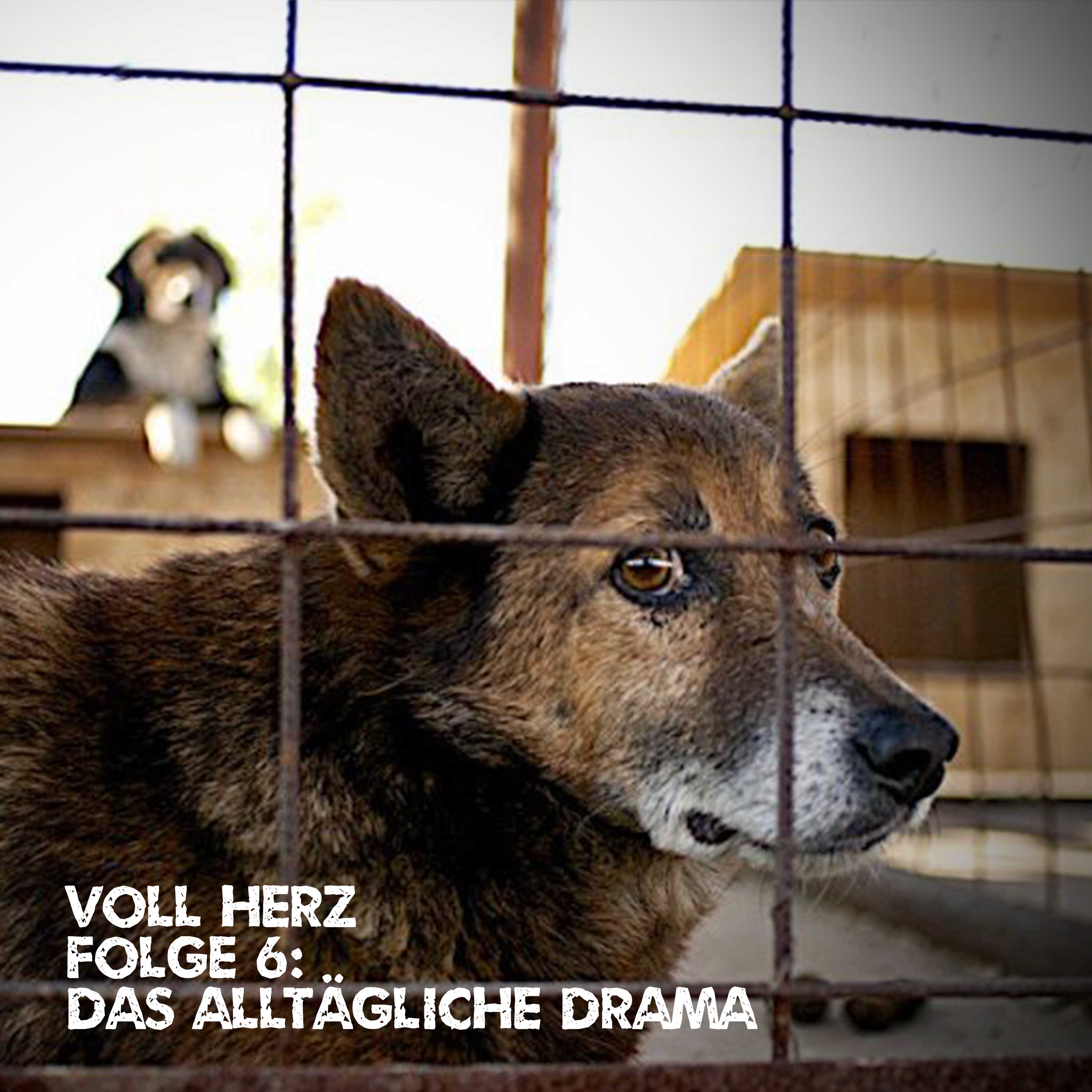 Folge 6: Das alltägliche Drama episode artwork